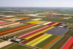 Tulpenfelder aus verschiedenen Höhen