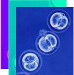 Stem cell images